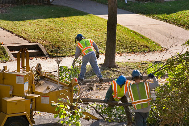 Best Leaf Removal  in Highland, AR